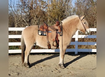 Fjordpferde, Wallach, 9 Jahre, 150 cm, Falbe