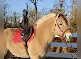 Fjordpferde, Wallach, 9 Jahre, 150 cm, Falbe