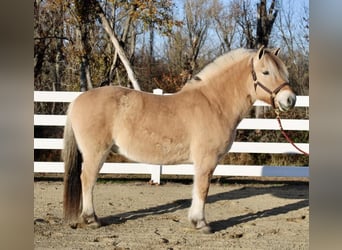Fjordpferde, Wallach, 9 Jahre, 150 cm, Falbe