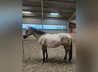 Fjordpferde Mix, Wallach, 9 Jahre, 155 cm, Falbe