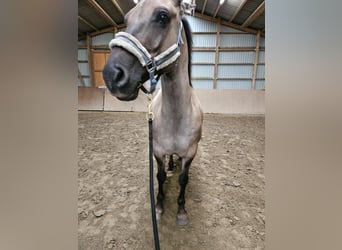 Fjordpferde Mix, Wallach, 9 Jahre, 155 cm, Falbe