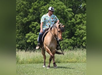 Fjordpferde, Wallach, 9 Jahre, Buckskin