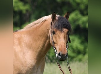 Fjordpferde, Wallach, 9 Jahre, Buckskin