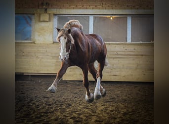 Flamand, Étalon, 10 Ans, 190 cm, Alezan brûlé