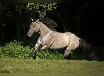 American Quarter Horse, Hengst, 16 Jahre, 149 cm, Roan-Blue