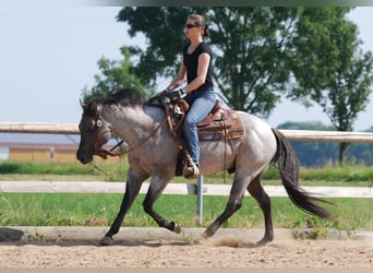 American Quarter Horse, Hengst, 16 Jaar, 149 cm, Roan-Blue