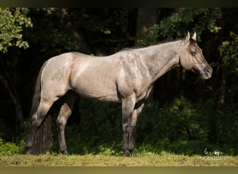 American Quarter Horse, Hengst, 17 Jaar, 149 cm, Roan-Blue