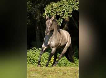 American Quarter Horse, Hengst, 16 Jaar, 149 cm, Roan-Blue