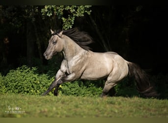 American Quarter Horse, Hengst, 16 Jaar, 149 cm, Roan-Blue