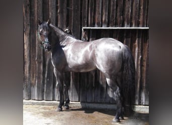 American Quarter Horse, Hengst, 16 Jaar, 149 cm, Roan-Blue