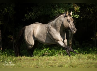 American Quarter Horse, Hengst, 16 Jaar, 149 cm, Roan-Blue