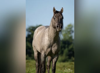 American Quarter Horse, Hengst, 16 Jaar, 149 cm, Roan-Blue