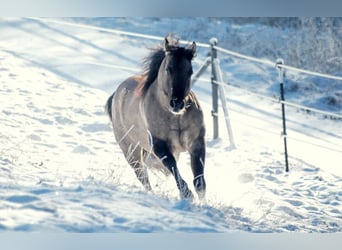 American Quarter Horse, Stallion, 15 years, 14.2 hh, Roan-Blue
