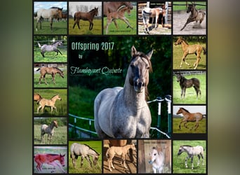 American Quarter Horse, Stallion, 17 years, 14,2 hh, Roan-Blue