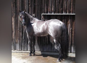 American Quarter Horse, Stallone, 15 Anni, 149 cm, Roano blu