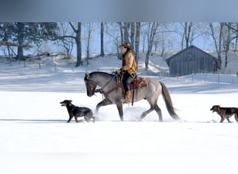 American Quarter Horse, Stallone, 15 Anni, 149 cm, Roano blu