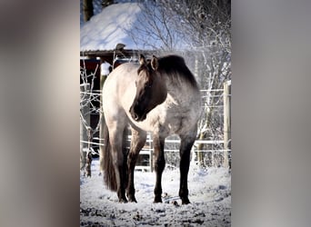American Quarter Horse, Stallone, 15 Anni, 149 cm, Roano blu