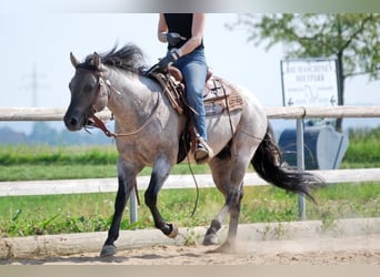 Quarter horse américain, Étalon, 16 Ans, 149 cm, Rouan Bleu