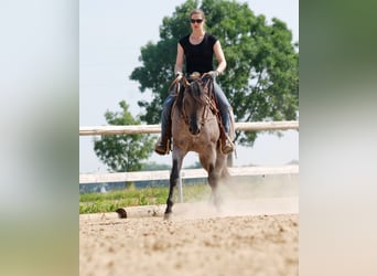Quarter horse américain, Étalon, 16 Ans, 149 cm, Rouan Bleu
