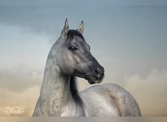 Quarter horse américain, Étalon, 16 Ans, 149 cm, Rouan Bleu