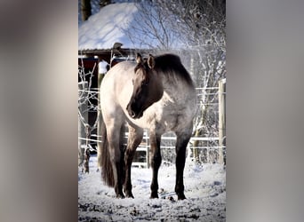 Quarter horse américain, Étalon, 16 Ans, 149 cm, Rouan Bleu