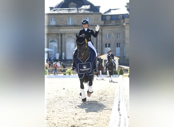 Cheval de sport suisse, Étalon, 11 Ans, 172 cm, Bai brun