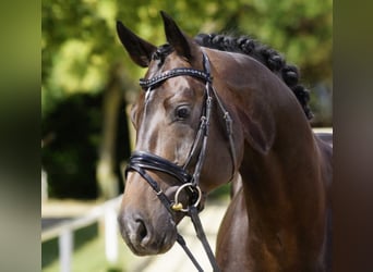 Schweizer Warmblut, Hengst, 12 Jahre, 172 cm