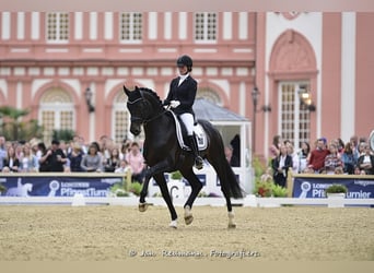 Schweizer Warmblut, Hengst, 12 Jahre, 172 cm