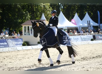 Schweizer Warmblut, Hengst, 12 Jahre, 172 cm