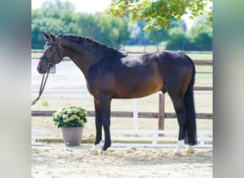 Szwajcarski koń sportowy, Ogier, 11 lat, 172 cm, Ciemnogniada