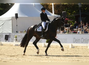 Szwajcarski koń sportowy, Ogier, 11 lat, 172 cm, Ciemnogniada
