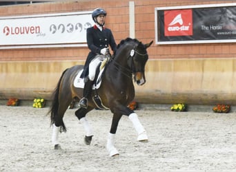 Westfaal, Hengst, 16 Jaar, 168 cm, Bruin