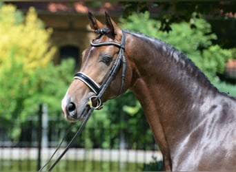 Westphalian, Stallion, 14 years, 16.1 hh, Brown