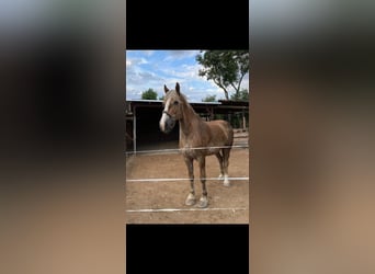 Vlaams paard, Wallach, 15 Jahre, 18 hh, Falbe