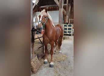 Flemish Horse, Gelding, 2 years, 17,1 hh, Bay