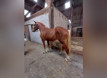 Flemish Horse, Gelding, 2 years, 17 hh, Bay