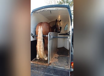 Flemish Horse, Gelding, 2 years, 17 hh, Bay