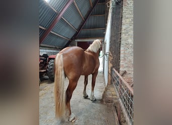 Flemish Horse, Gelding, 2 years, 17 hh, Bay