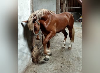 Flemish Horse, Gelding, 2 years, 17 hh, Bay