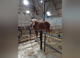 Flemish Horse, Gelding, 2 years, 17 hh, Bay