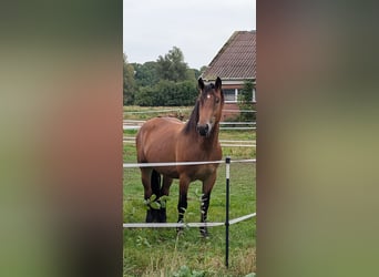 Flemish Horse Mix, Mare, 4 years, 16.2 hh