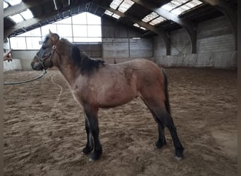 Fler ponnyer/små hästar, Hingst, 1 år, 105 cm, Braunfalbschimmel