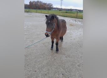 Fler ponnyer/små hästar Blandning, Hingst, 1 år, 120 cm, Brunskimmel