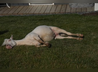 Fler ponnyer/små hästar, Hingst, 1 år, 86 cm, Cremello