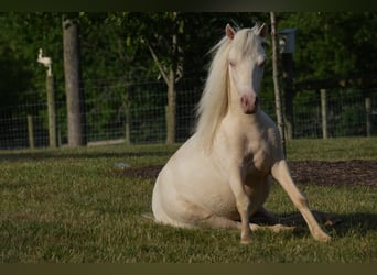 Fler ponnyer/små hästar, Hingst, 1 år, 86 cm, Cremello