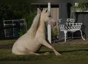 Fler ponnyer/små hästar, Hingst, 1 år, 86 cm, Cremello