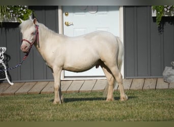 Fler ponnyer/små hästar, Hingst, 1 år, 86 cm, Cremello