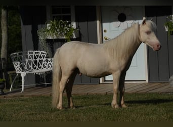 Fler ponnyer/små hästar, Hingst, 1 år, 86 cm, Cremello