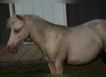 Fler ponnyer/små hästar, Hingst, 1 år, 86 cm, Cremello