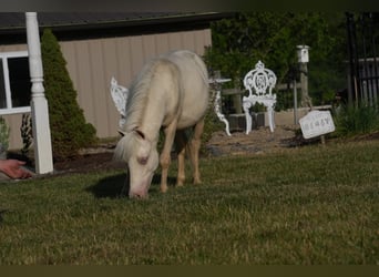 Fler ponnyer/små hästar, Hingst, 1 år, 86 cm, Cremello